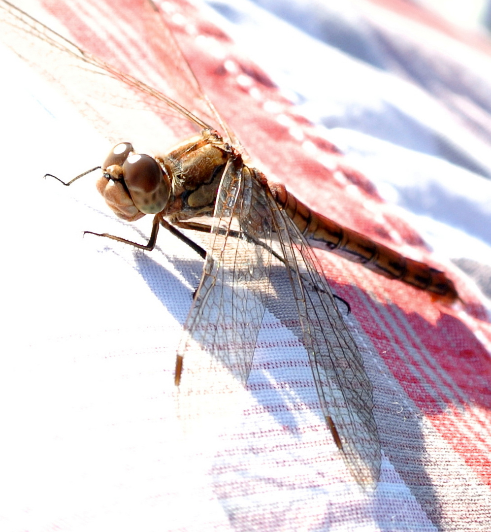 Libelle beim Zwischenstopp