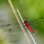 Libelle Belem Brasilien