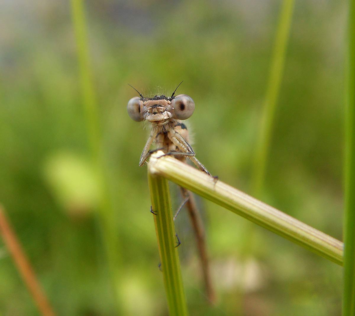 Libelle beobachtet