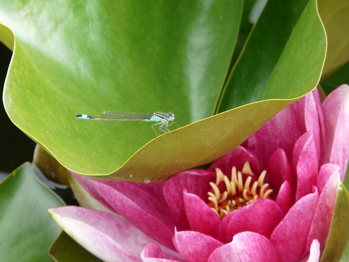 Libelle besucht Seerosenteich