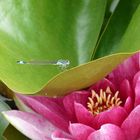 Libelle besucht Seerosenteich