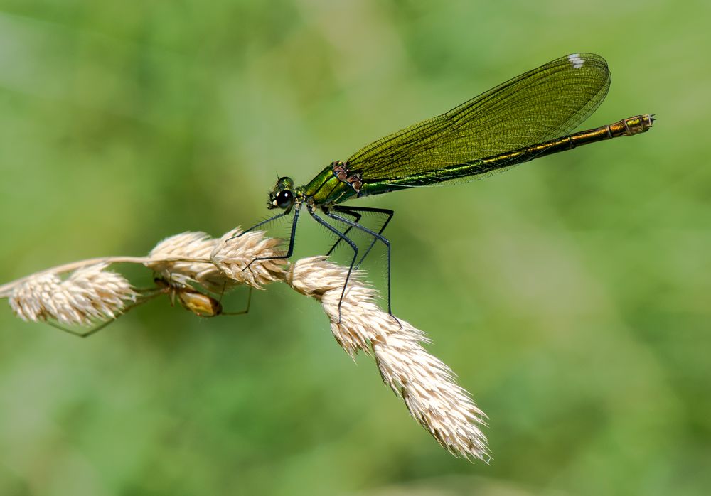 Libelle besucht Spinne