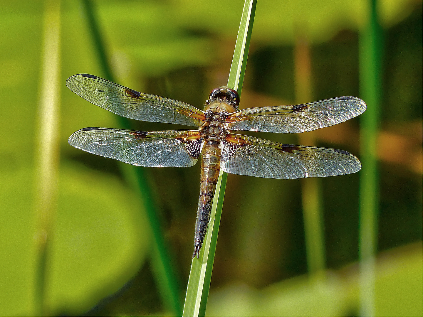 Libelle bewacht ihr Teichrevier