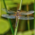 Libelle bewacht ihr Teichrevier