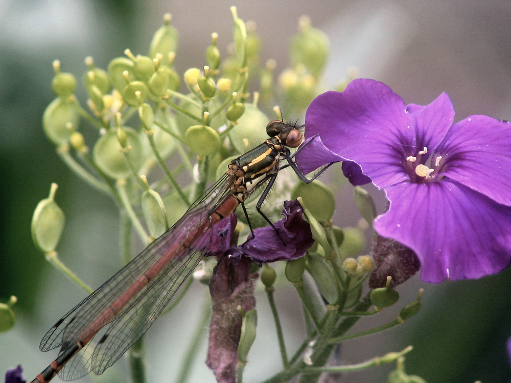 Libelle