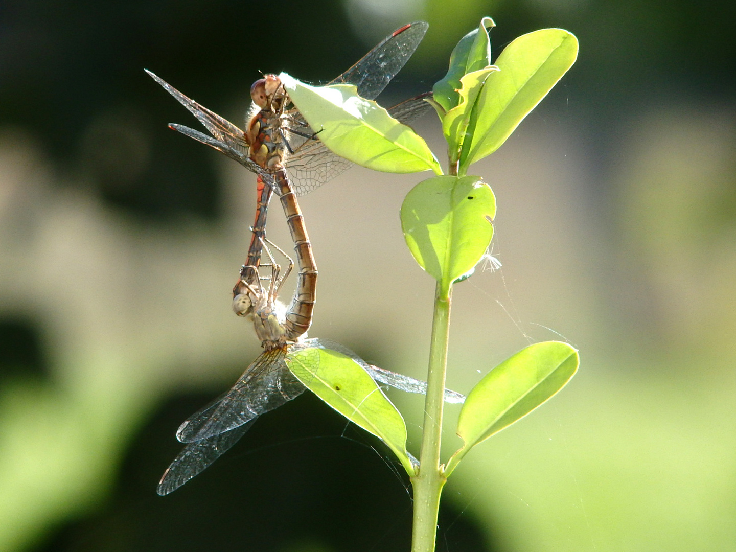 Libelle