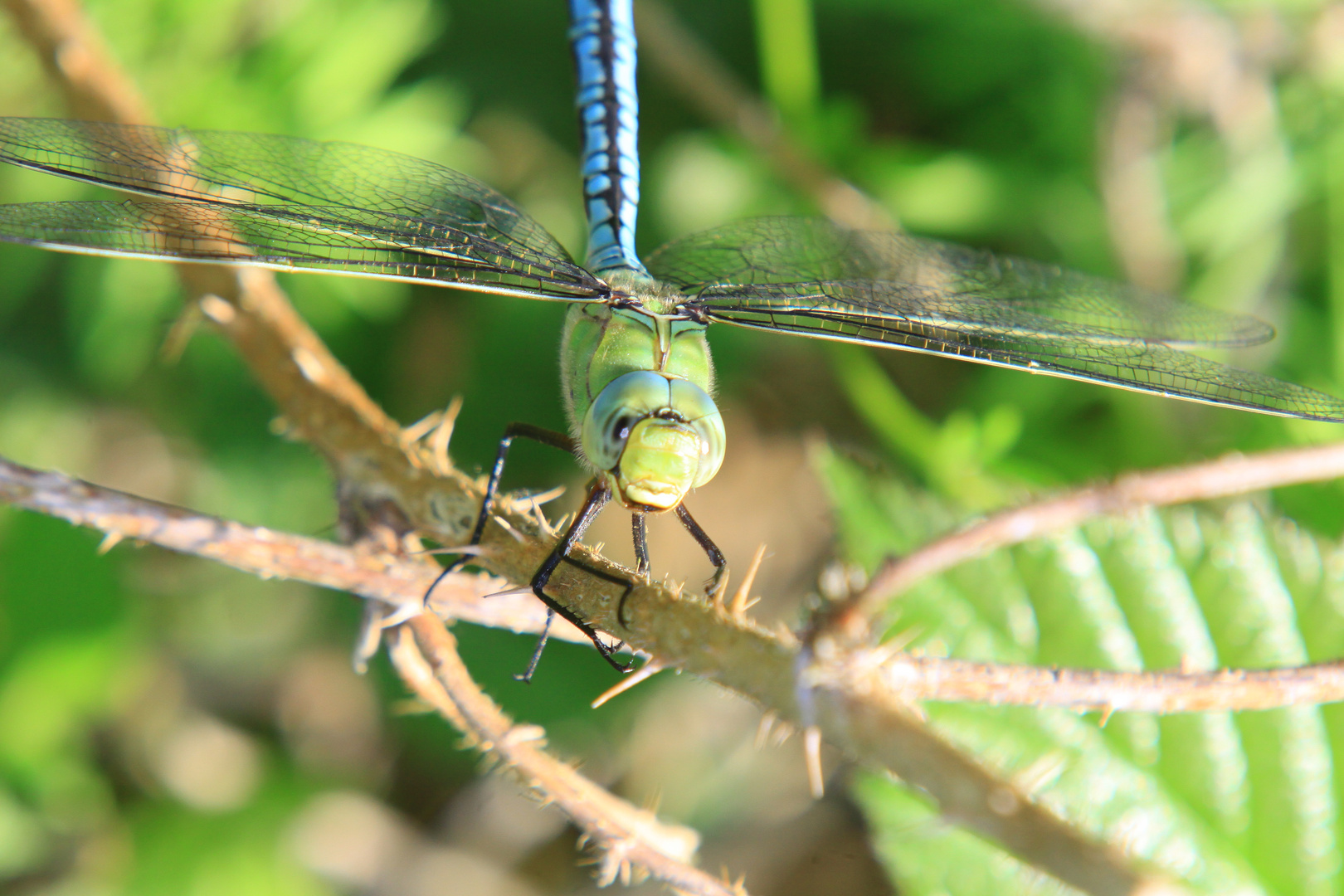 Libelle Bild Nr.2