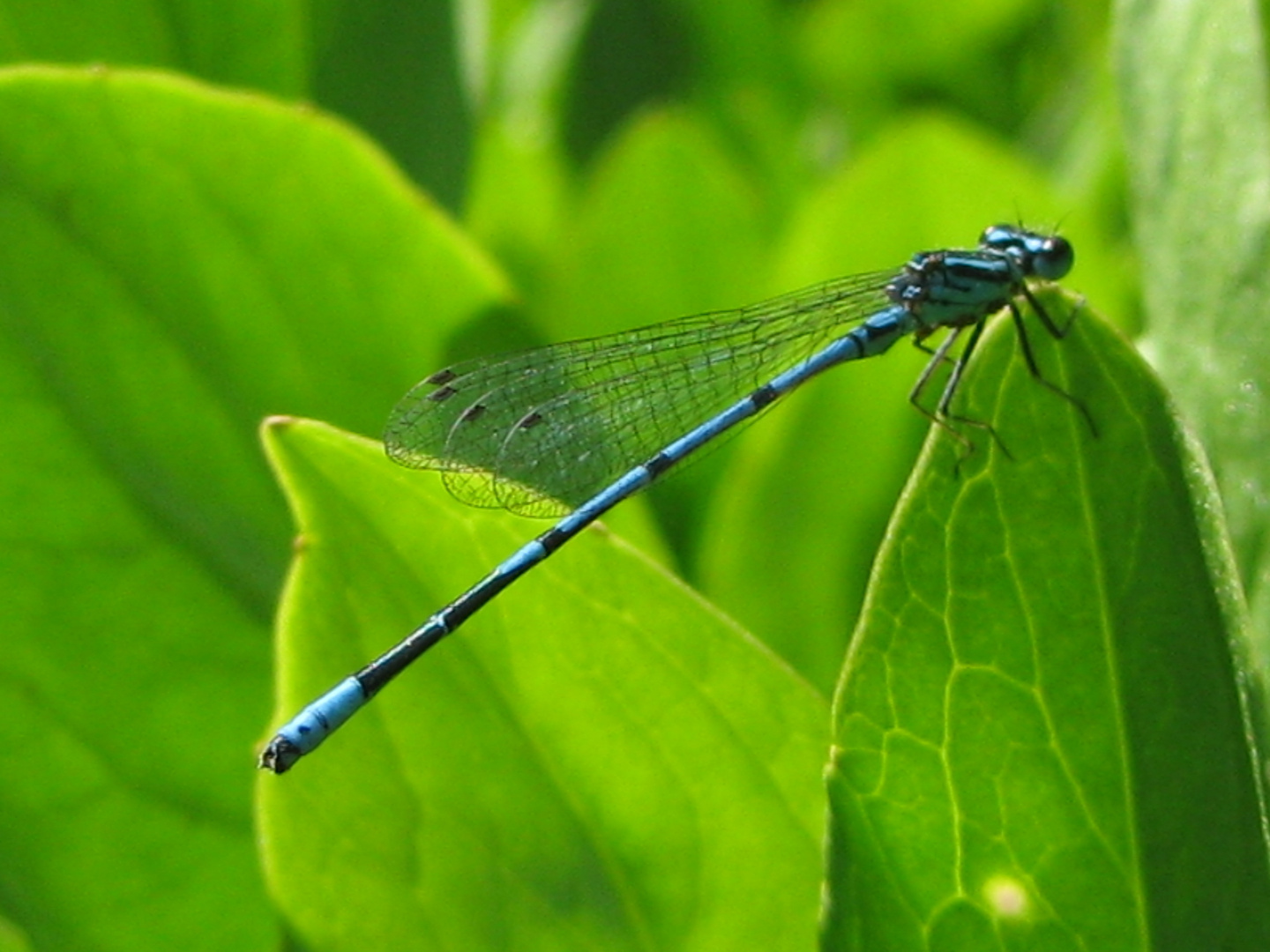 Libelle blau