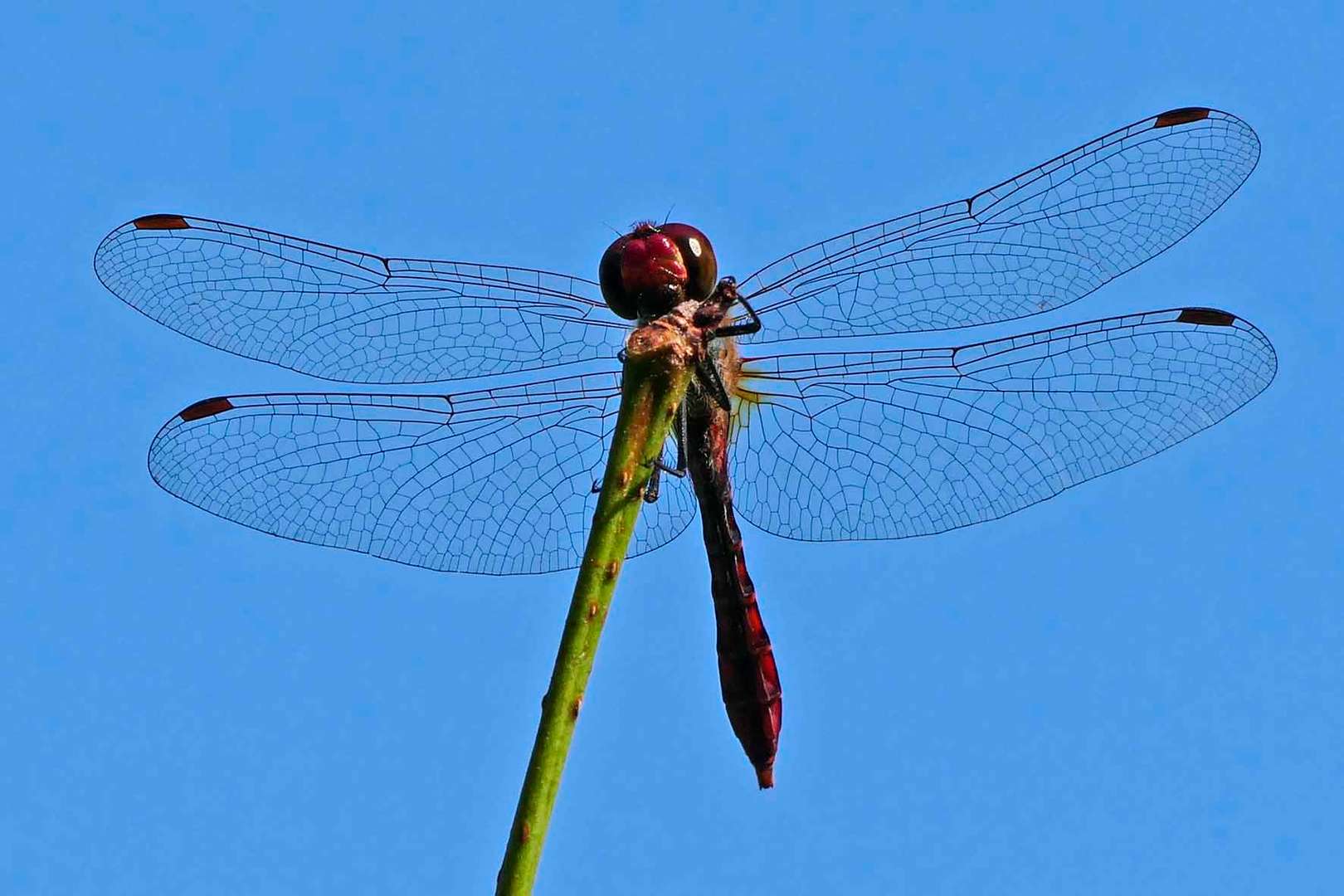 Libelle blau 