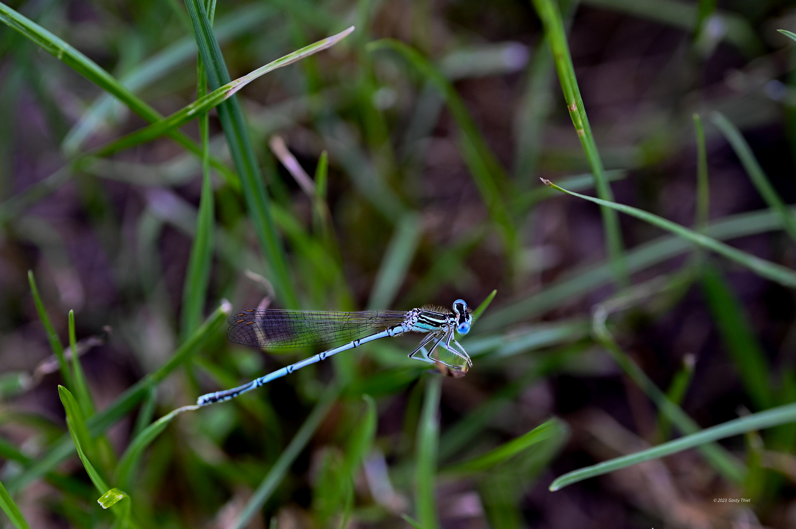 Libelle blau