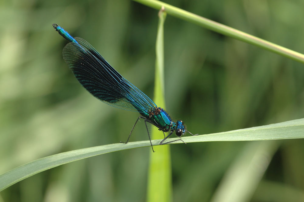 Libelle blau