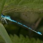 Libelle blau