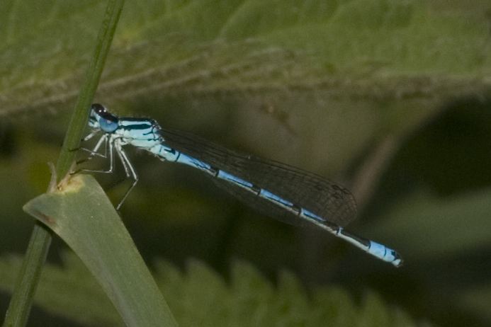 Libelle blau