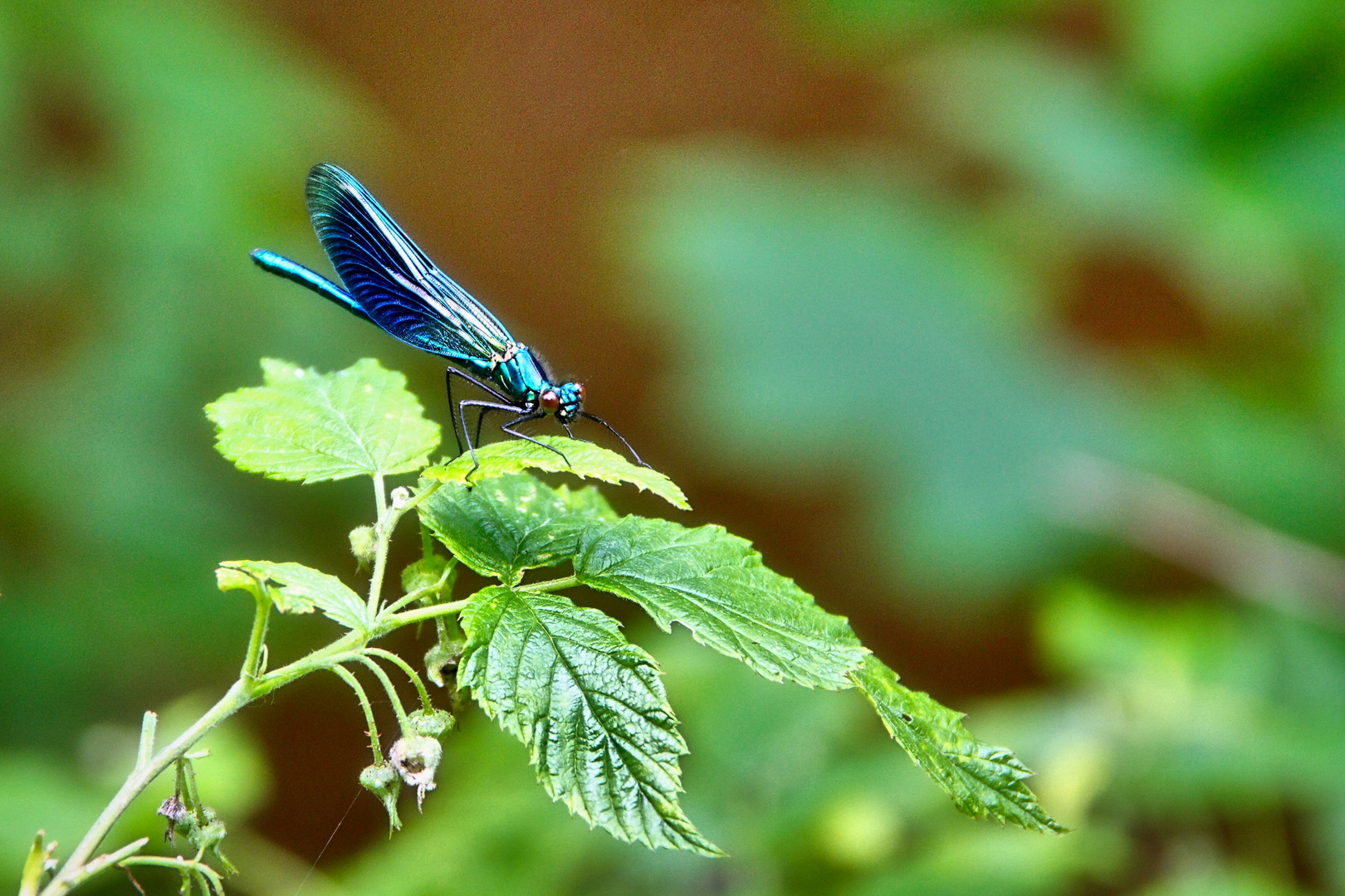 Libelle blau 