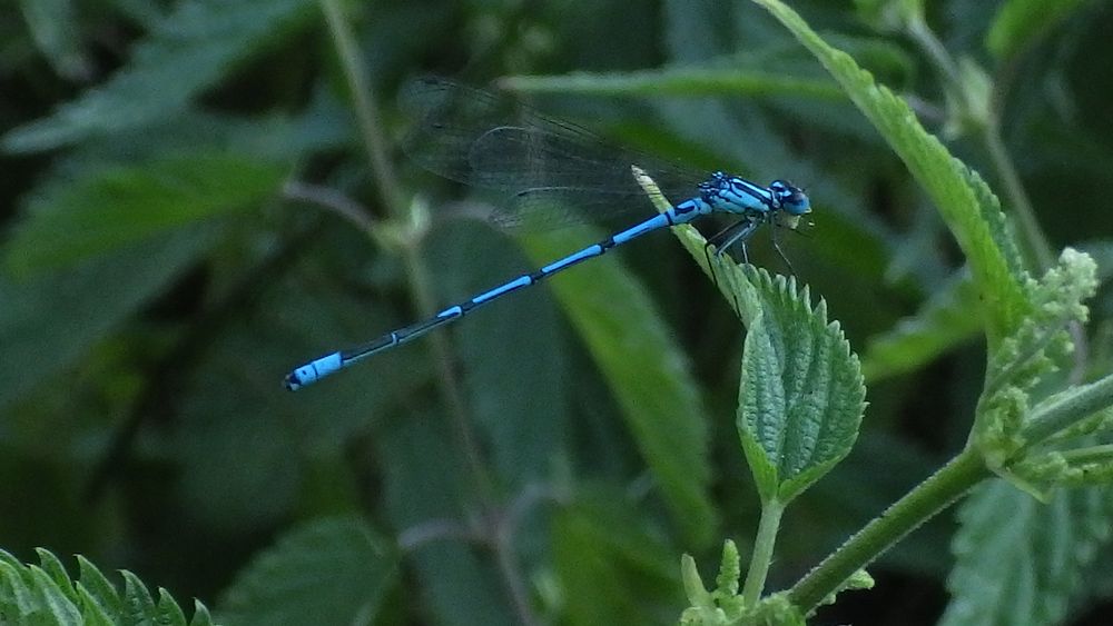 Libelle blau