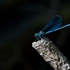 Libelle blau