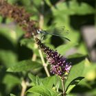 Libelle blau aufgesetzt