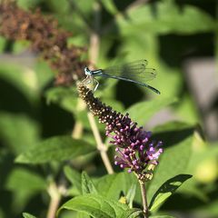 Libelle blau aufgesetzt