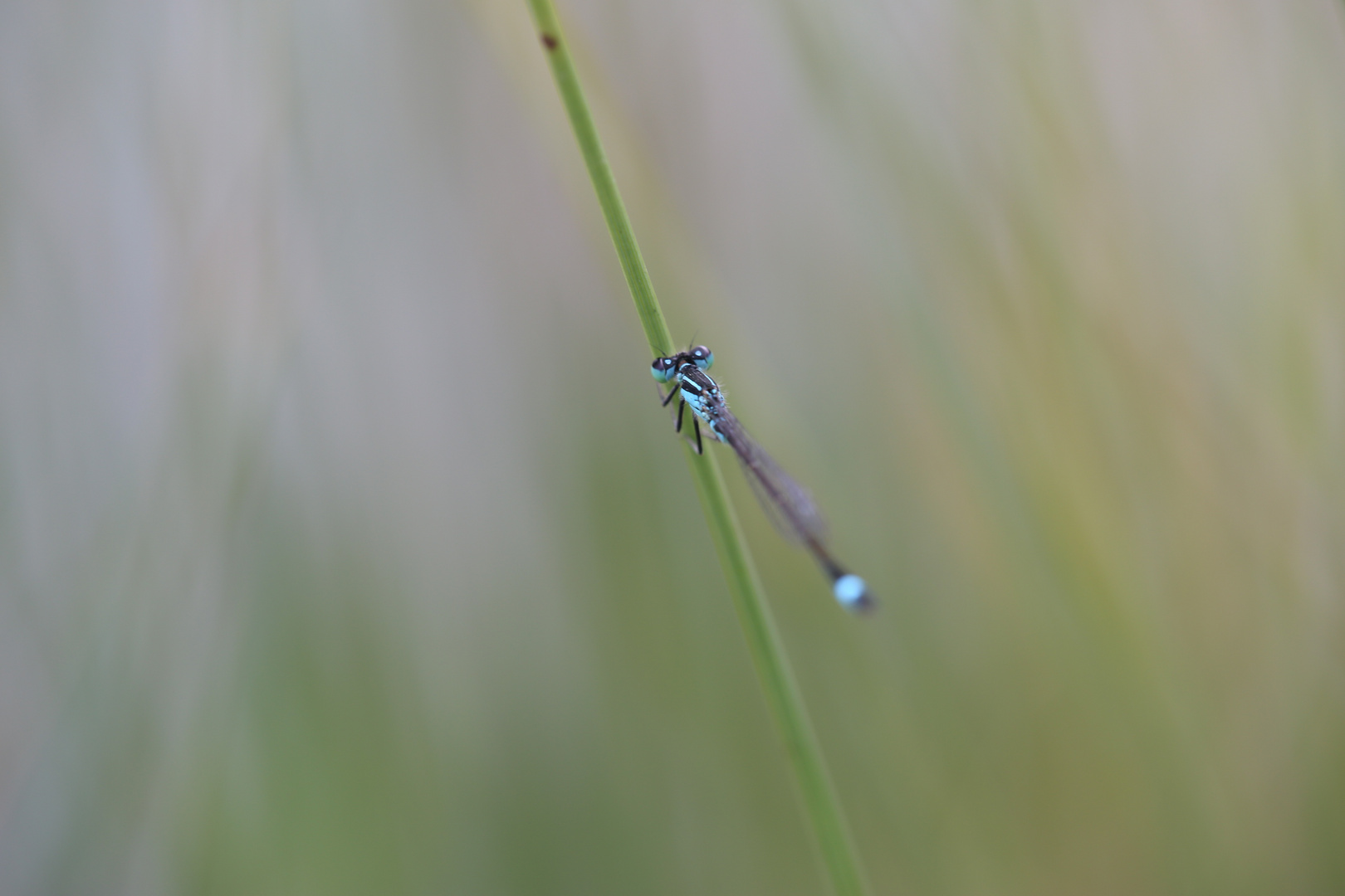 Libelle Blau