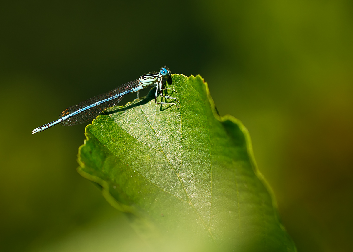 Libelle blau (Blaue Federlibelle)