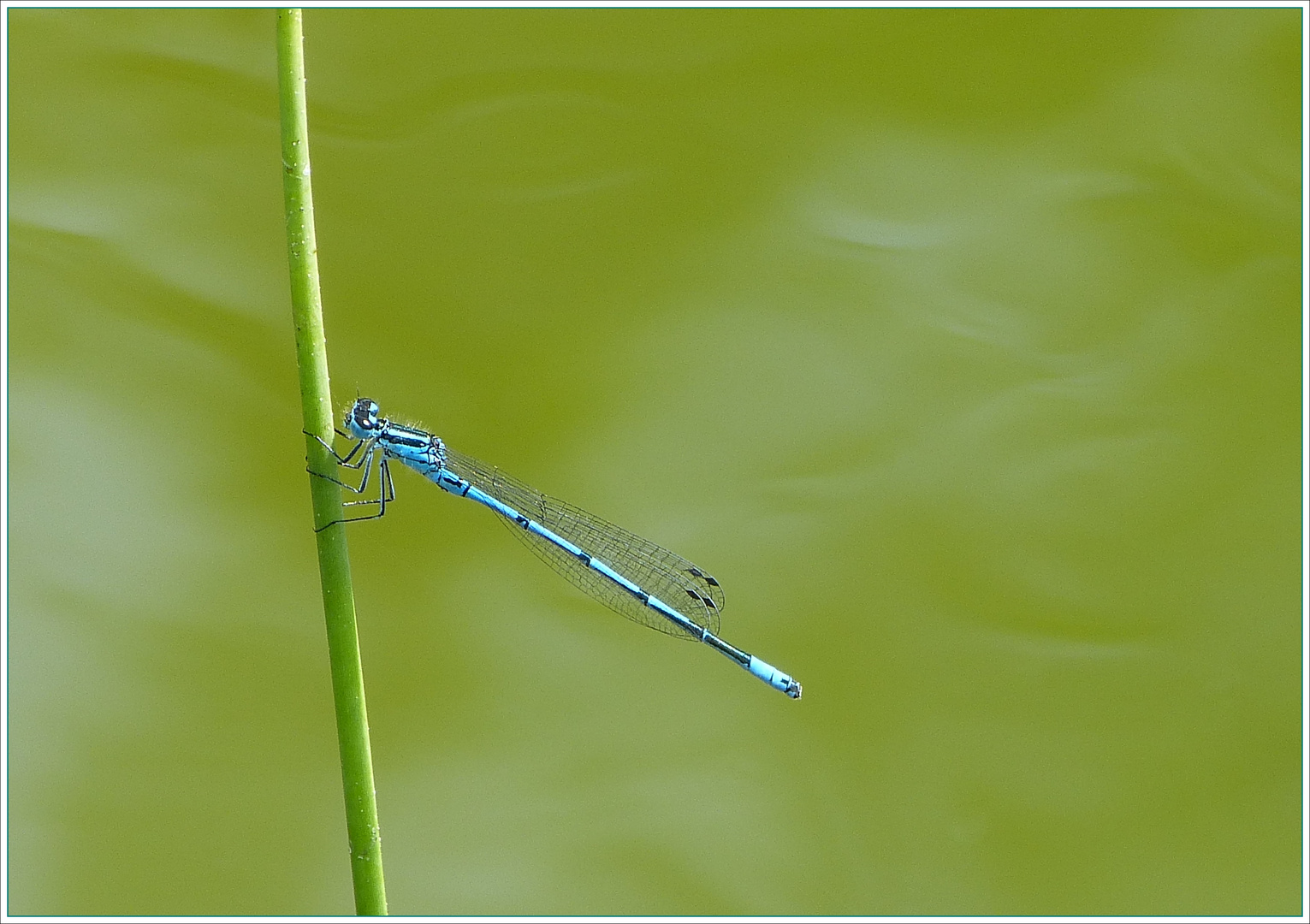 Libelle blau