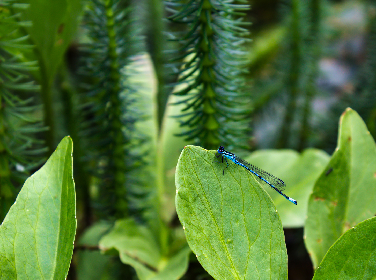 Libelle, blau