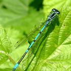 Libelle blau  - eine Hufeisen-Azurjungfer (Coenagrion puella), danke Michael!