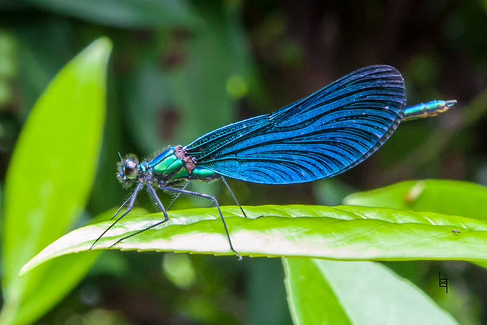 Libelle - Blauflügel Prachtlibelle - Calopteryx virgo