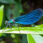 Libelle - Blauflügel Prachtlibelle - Calopteryx virgo