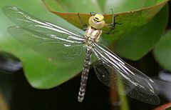 Libelle (Blaugrüne Mosaikjungfer)