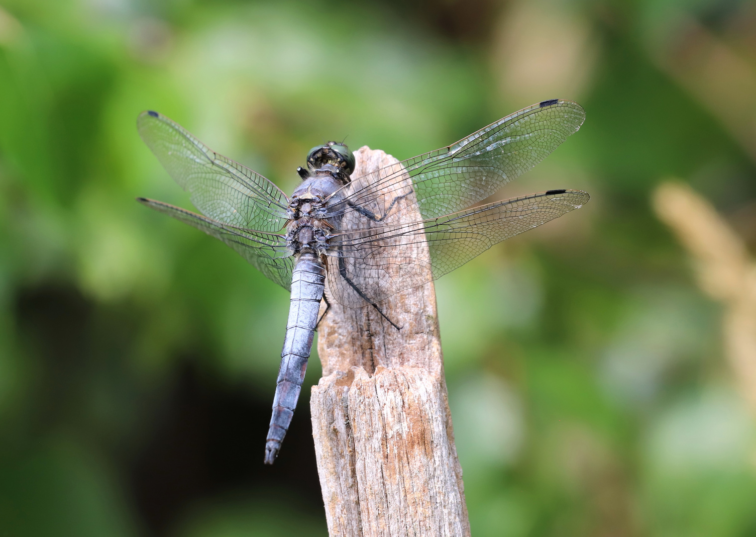 Libelle (Blaupfeil ?)