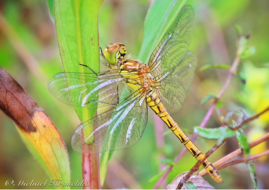 Libelle Blaupfeil Weibchen