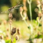 Libelle - Botanischen Garten Wien