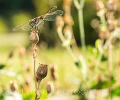 Libelle - Botanischen Garten Wien