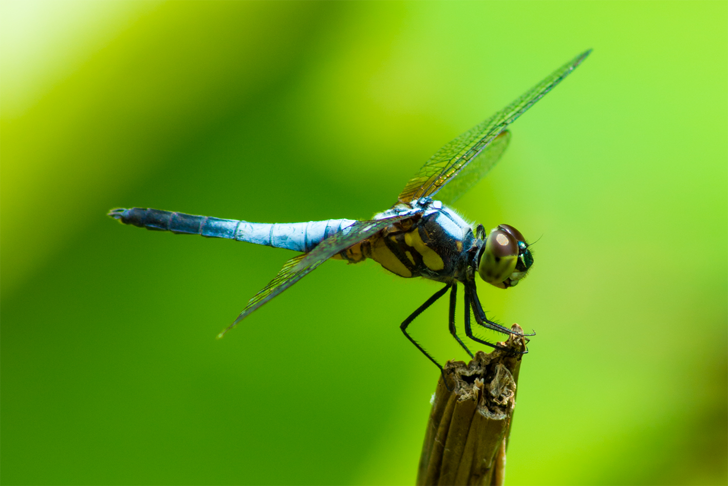 Libelle, Brachydiplax chalybea flavovittata