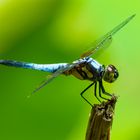 Libelle, Brachydiplax chalybea flavovittata