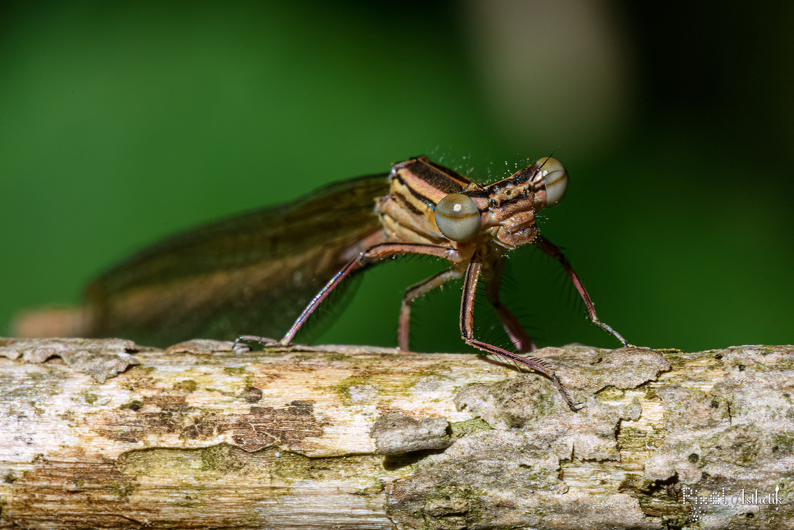 Libelle brauchte ein Passbild