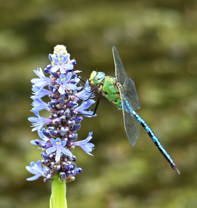 Libelle