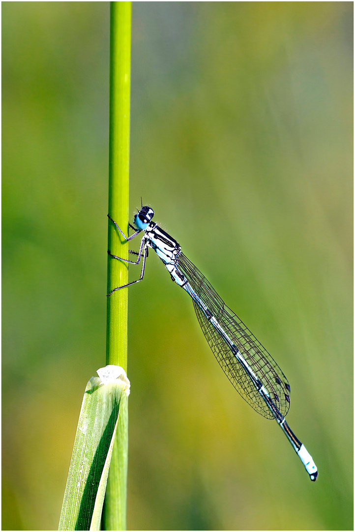 libelle