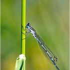 libelle