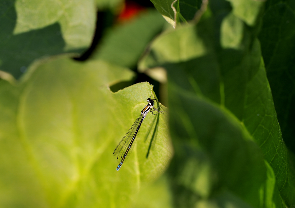 Libelle