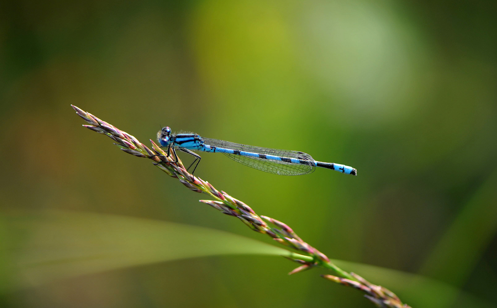 Libelle