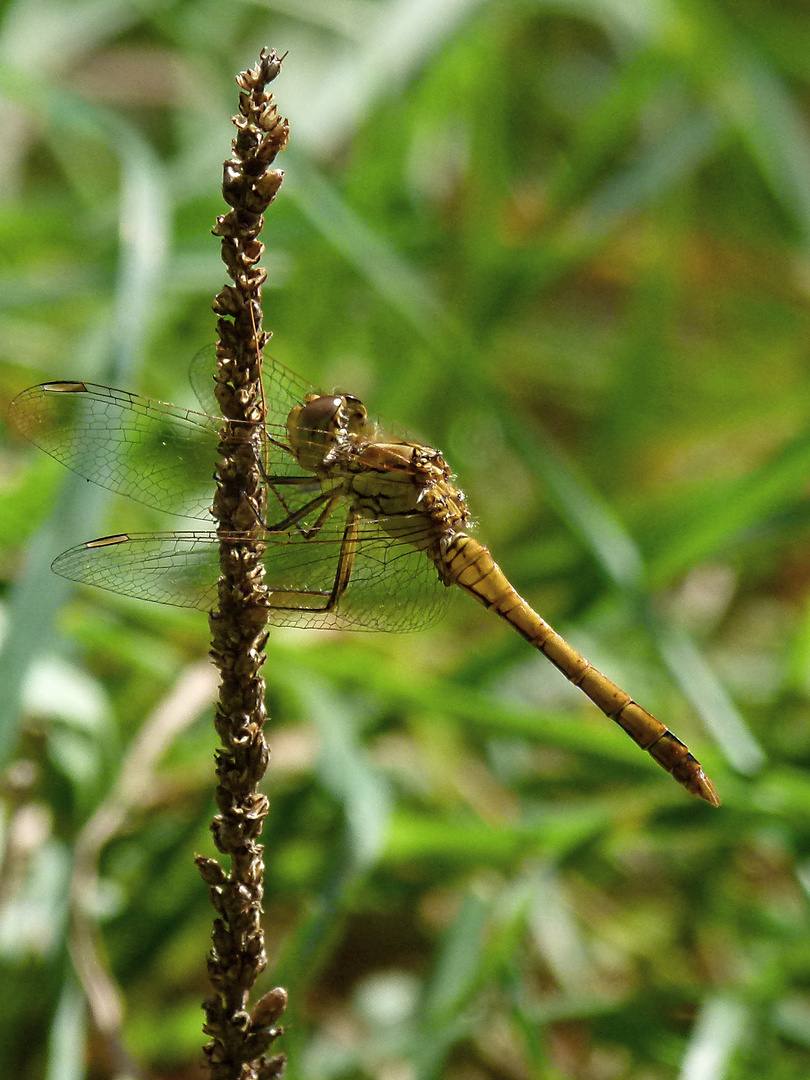 Libelle