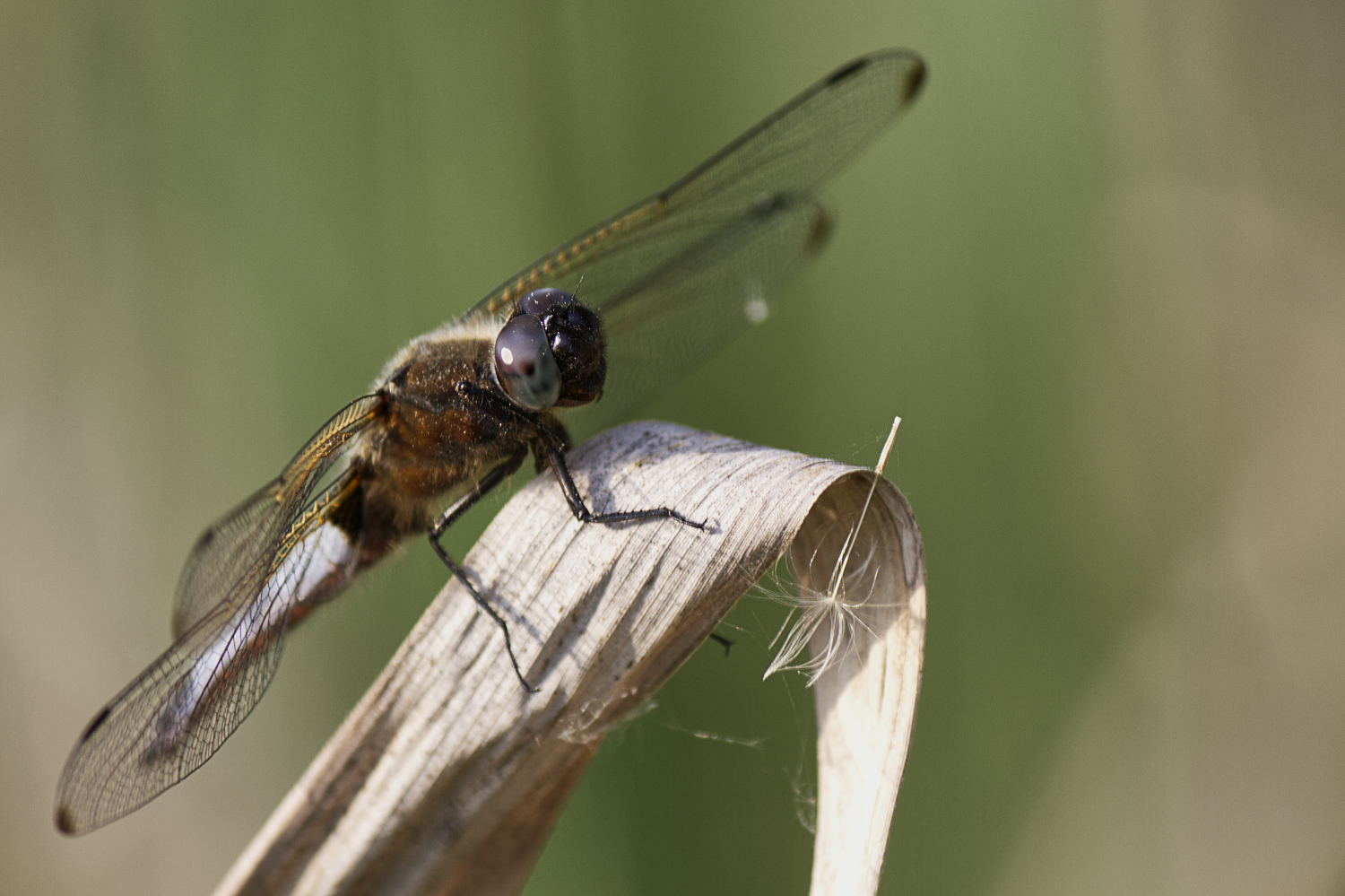 Libelle