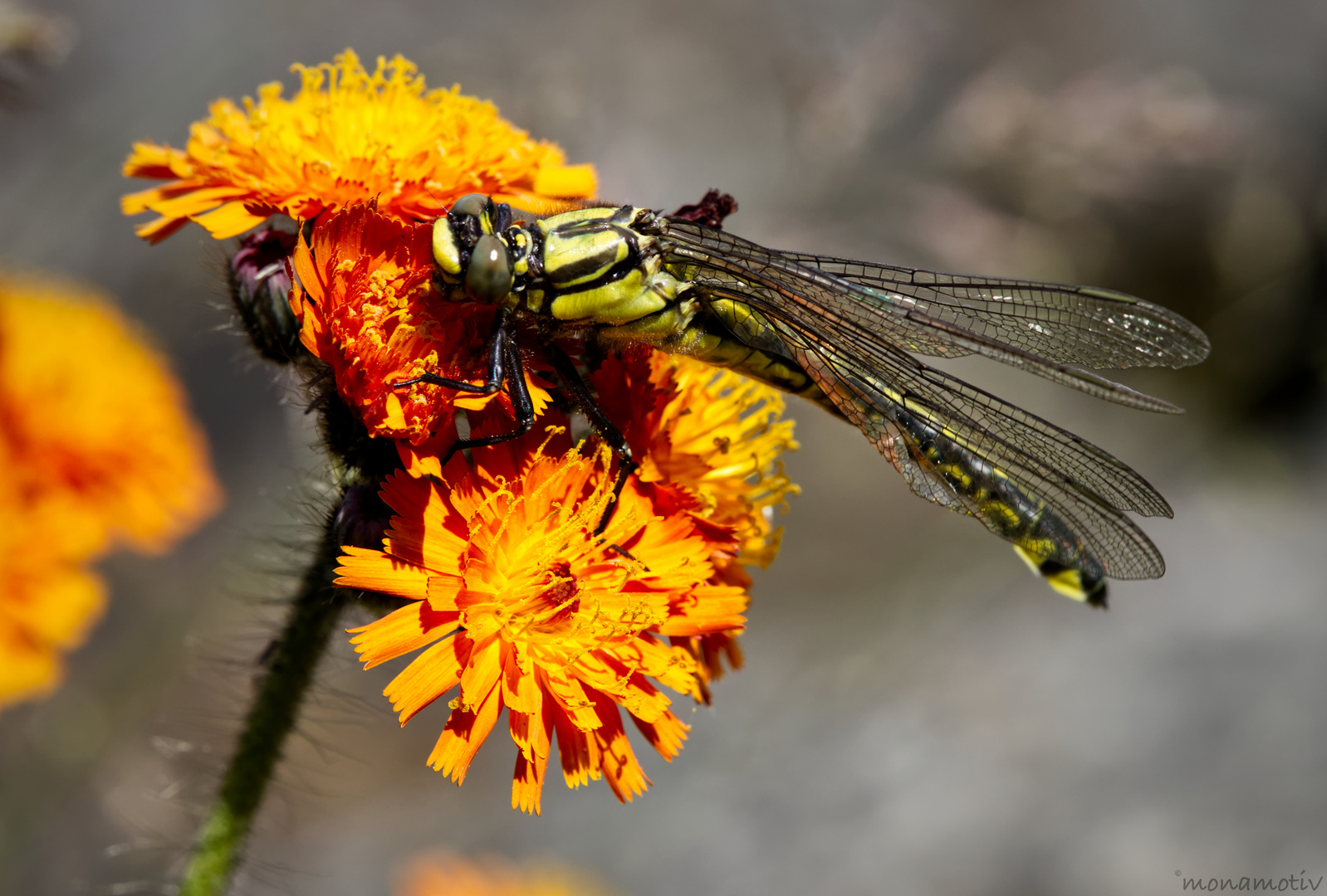 Libelle