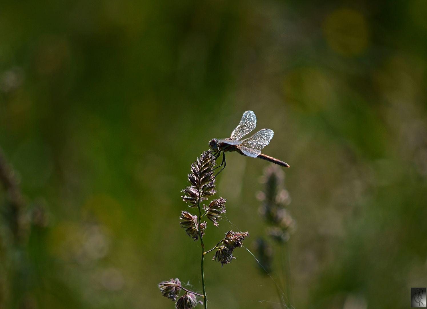 Libelle...