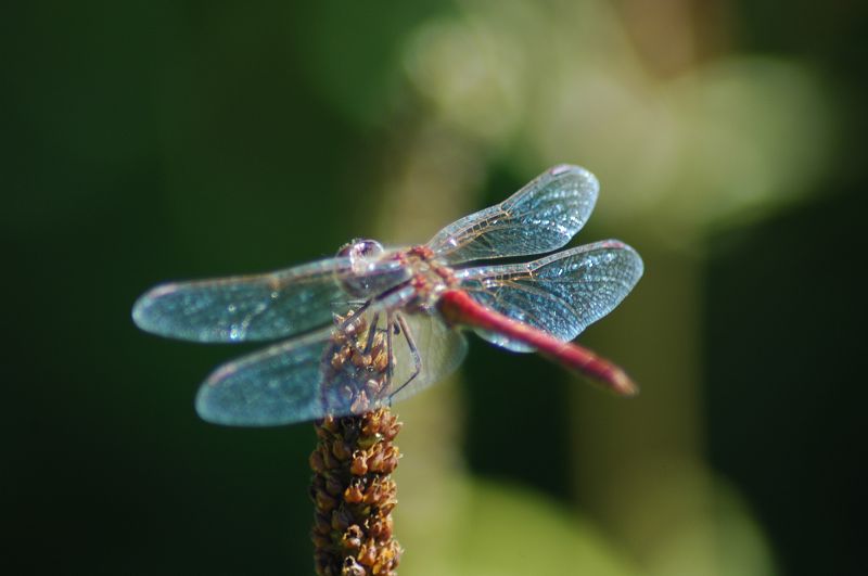 Libelle