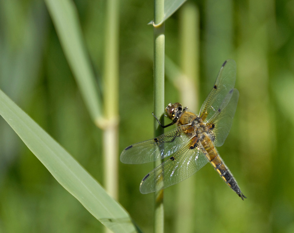 Libelle