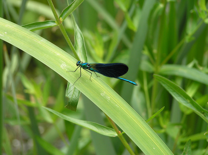 Libelle