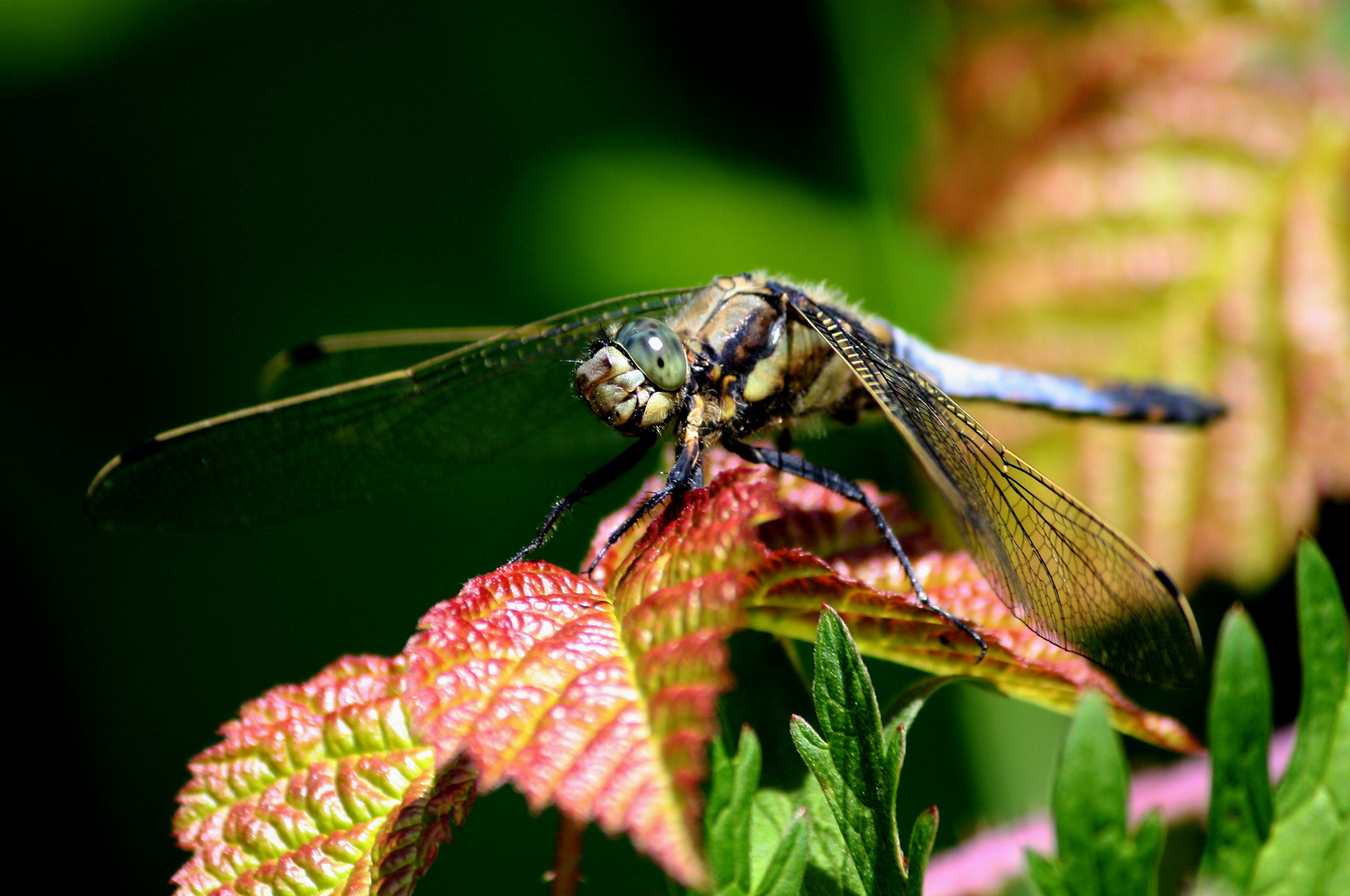 Libelle